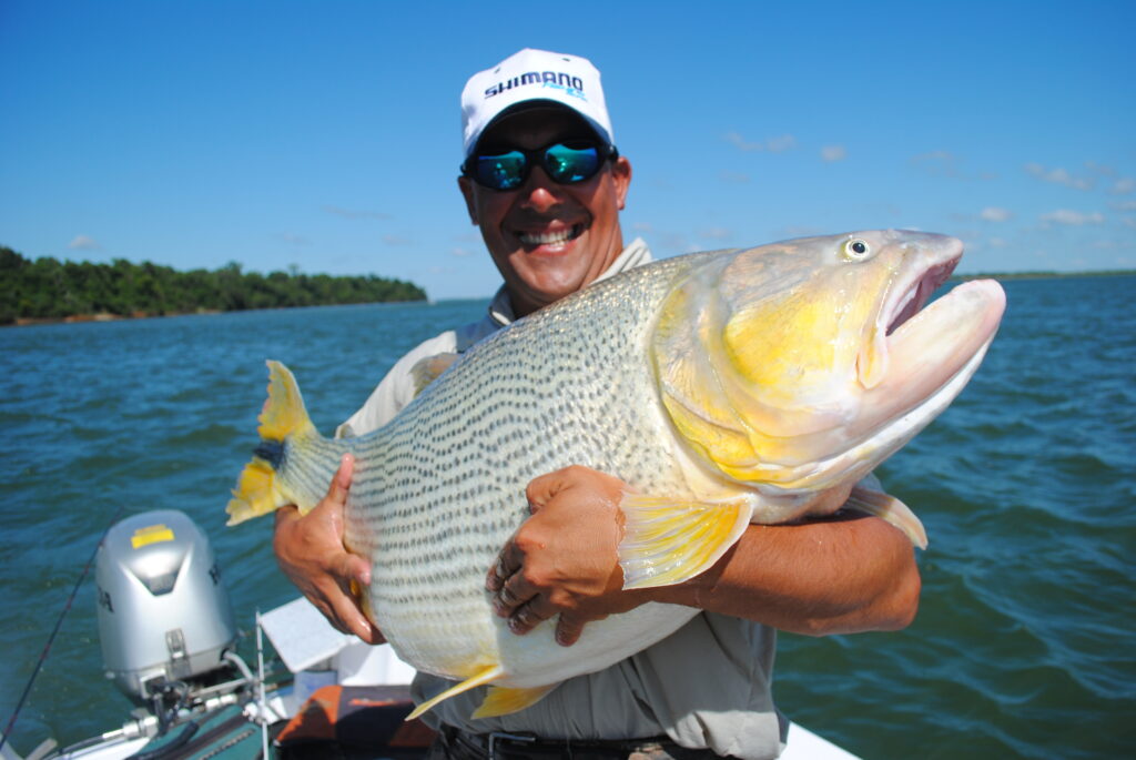 Golden Dorado trolling in the Uruguay River : r/Fishing