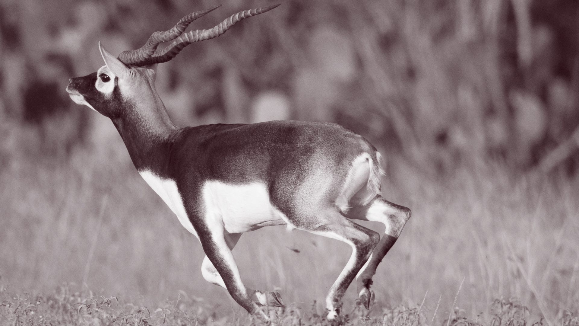 Blackbuck Header B&W (1920 x 1080 px)