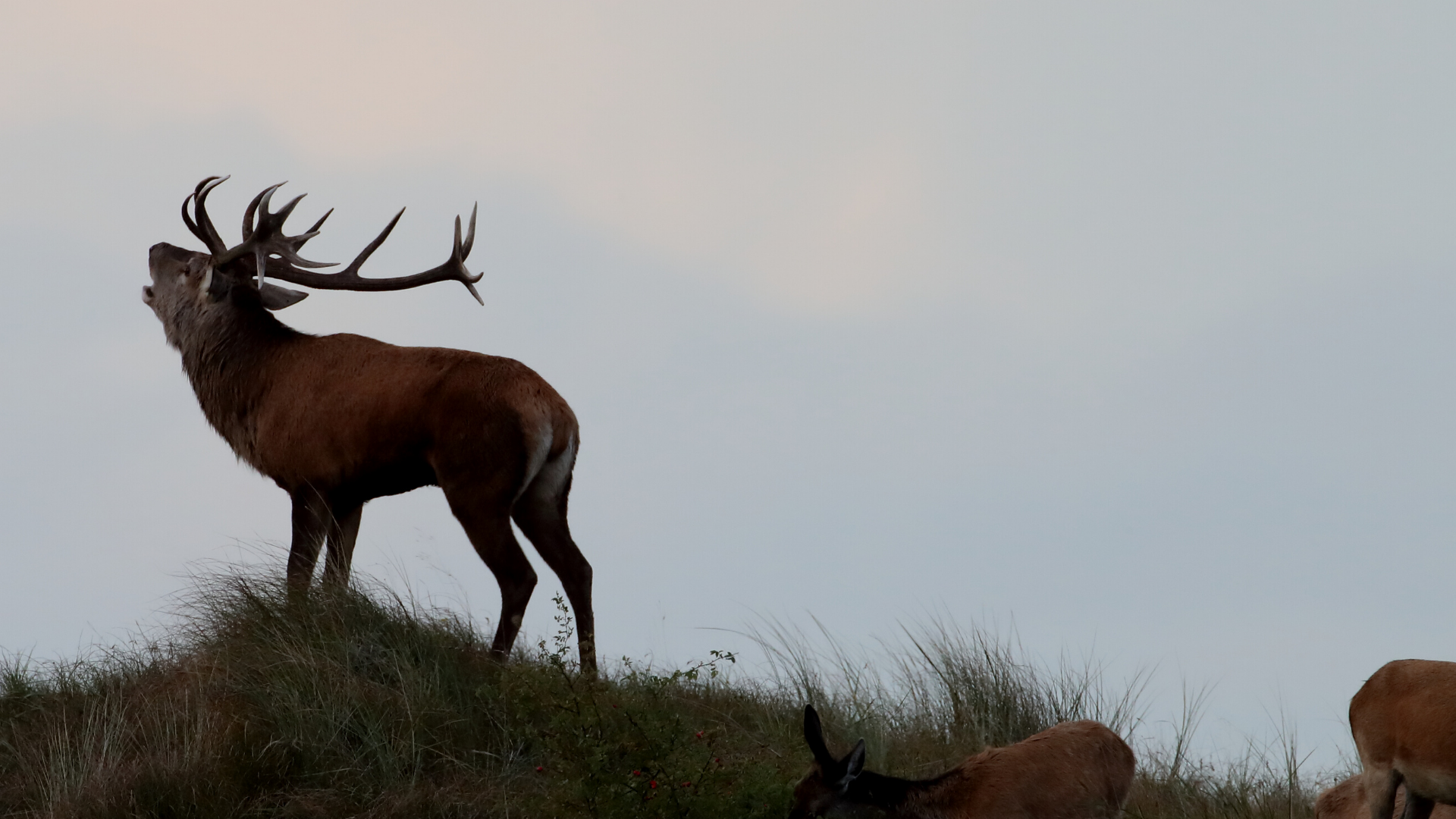 Red Stag Header