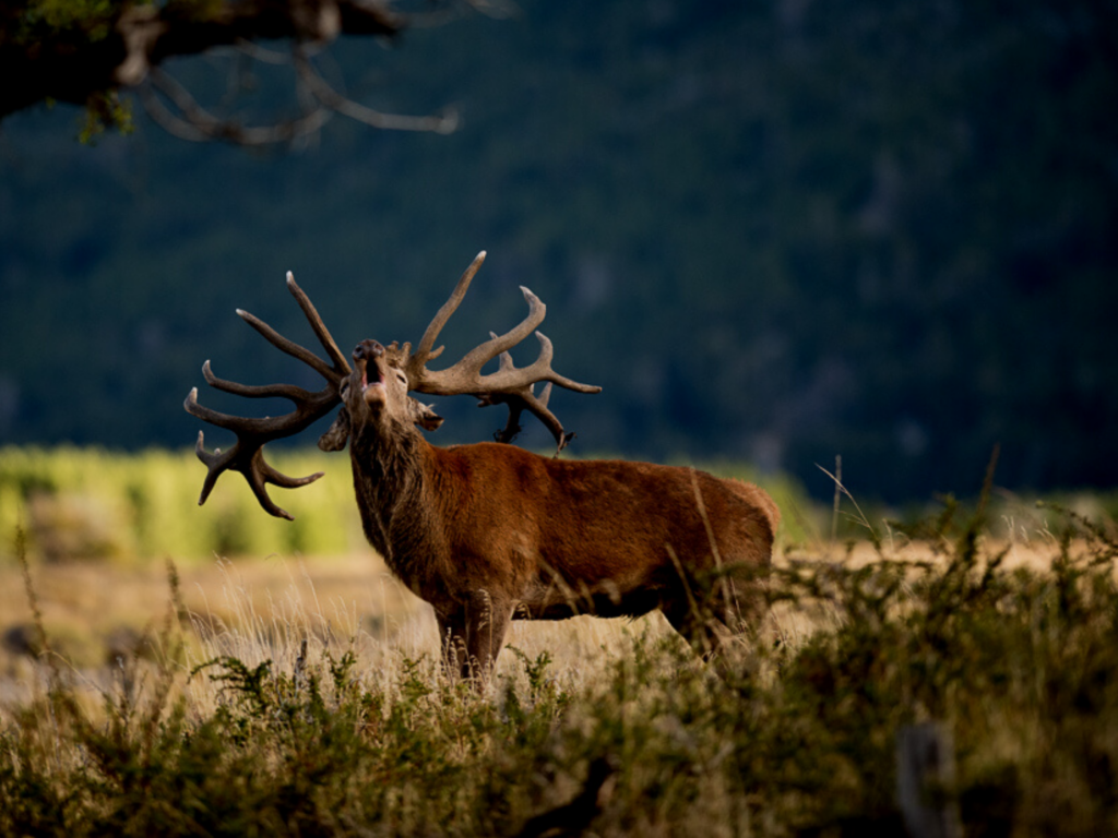 red stag roaring