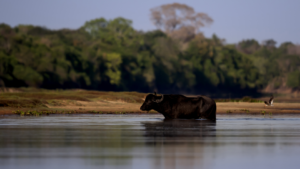 Water Buffalo Header