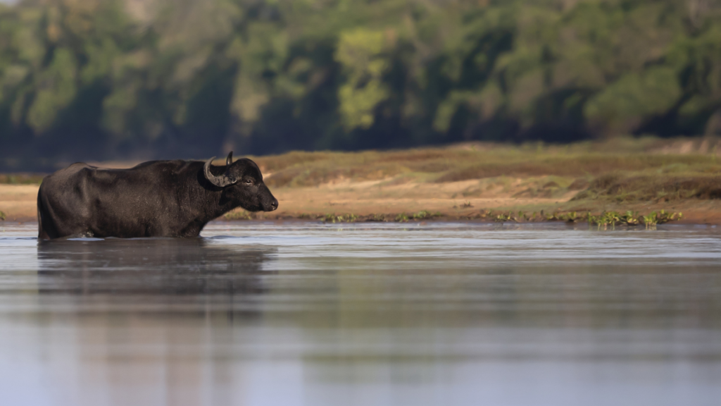 Water Buffalo Header