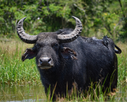 Water Buffalo square