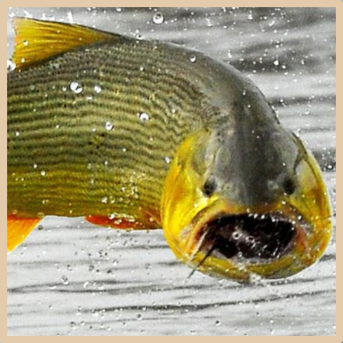 dorado fish