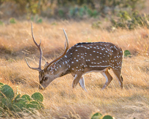 The History of Axis Deer Hunting in Argentina - South American ...