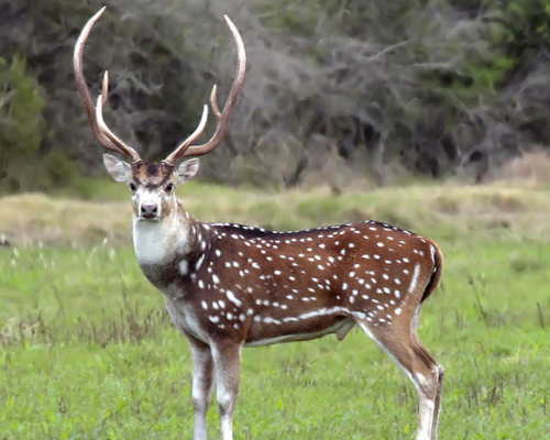 The History of Axis Deer Hunting in Argentina - South American ...