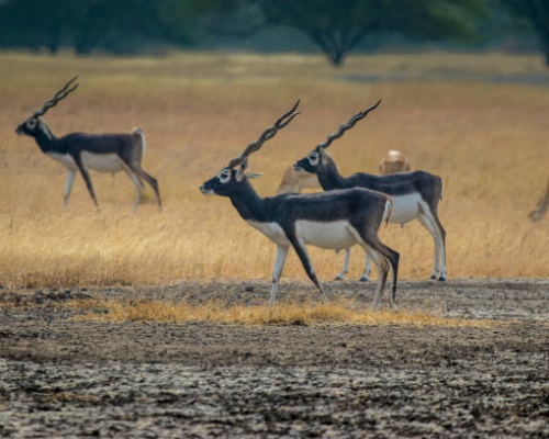 Blackbuck (1)