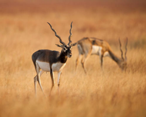 Blackbuck