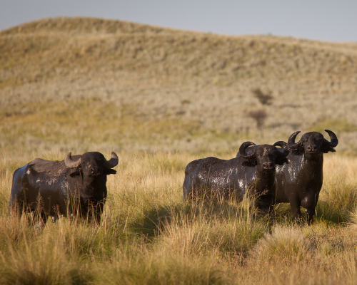 Water Buffalo (1)