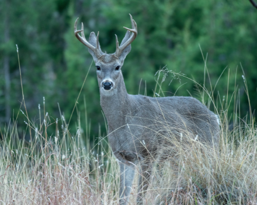Whitetail Deer (1)