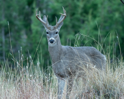 Whitetail Deer - South American Adventure Safaris