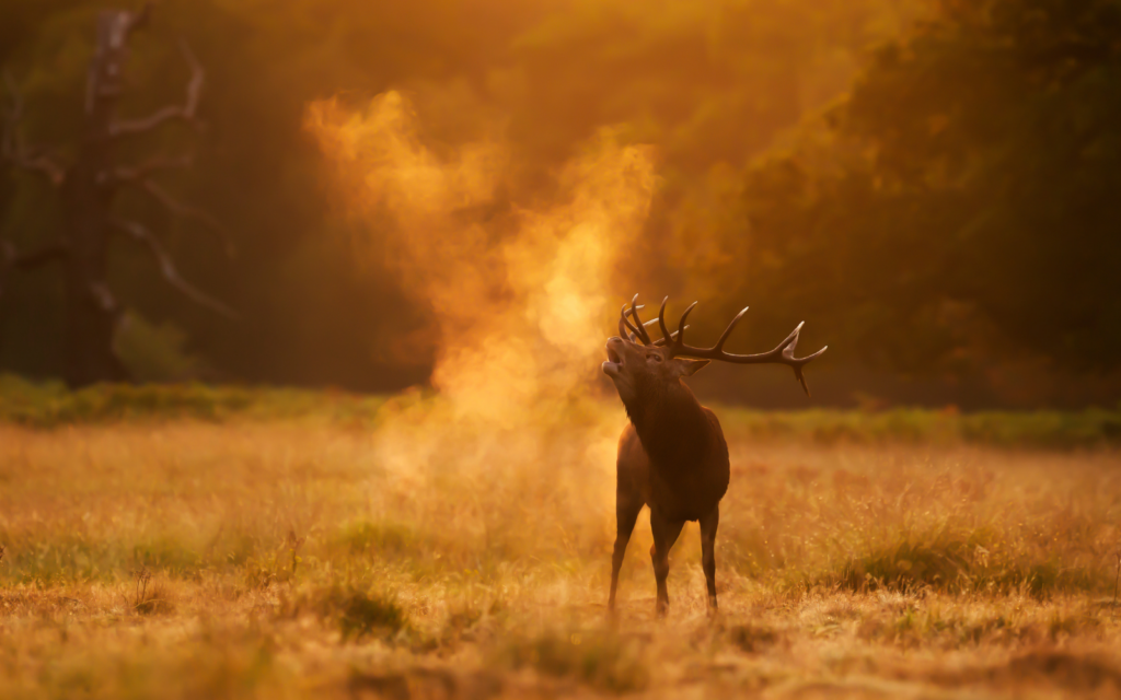 stag roaring