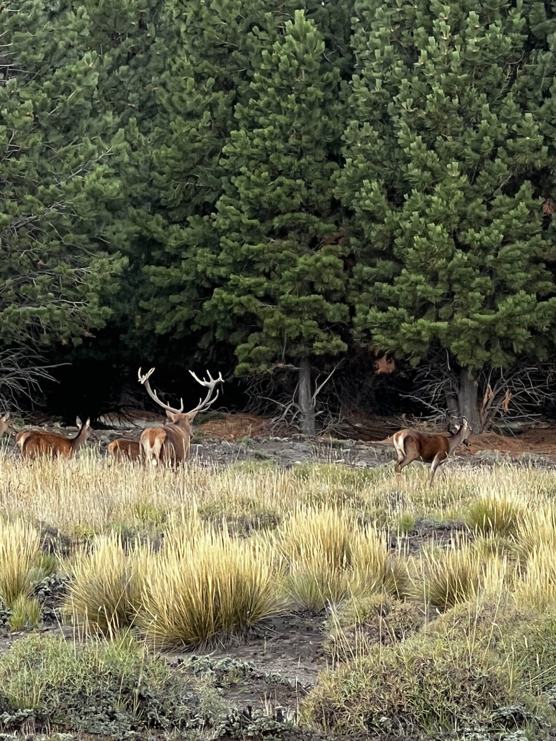 Free Range Red Stag Patagonia Image 6