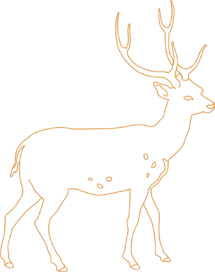 Axis deer