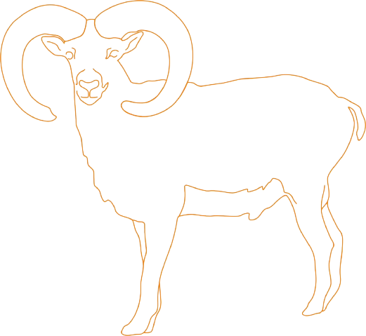 European Mouflon drawing