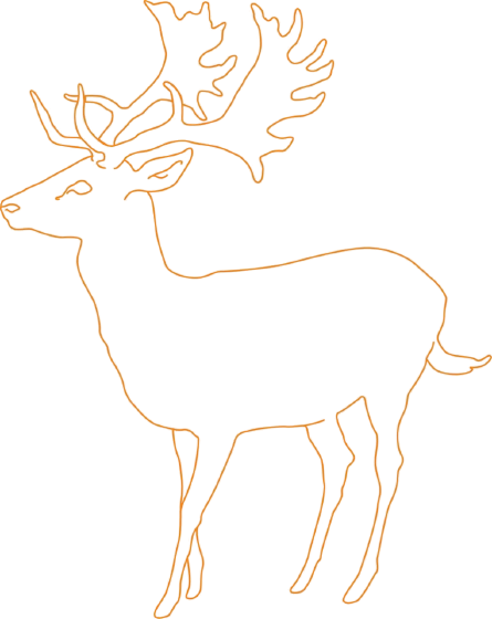 Fallow Deer drawing