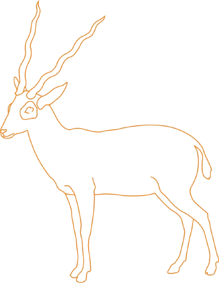 drawing-blackbuck