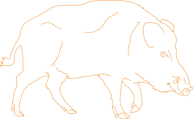 European Wild Boar