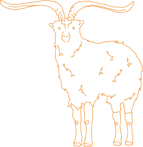 Feral Goat