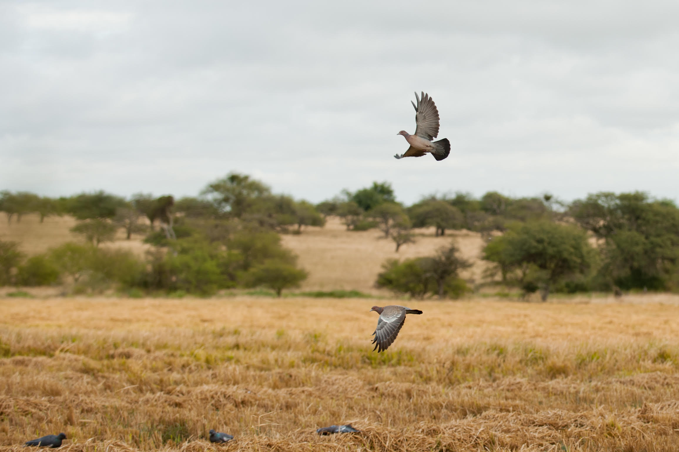 Doves flying