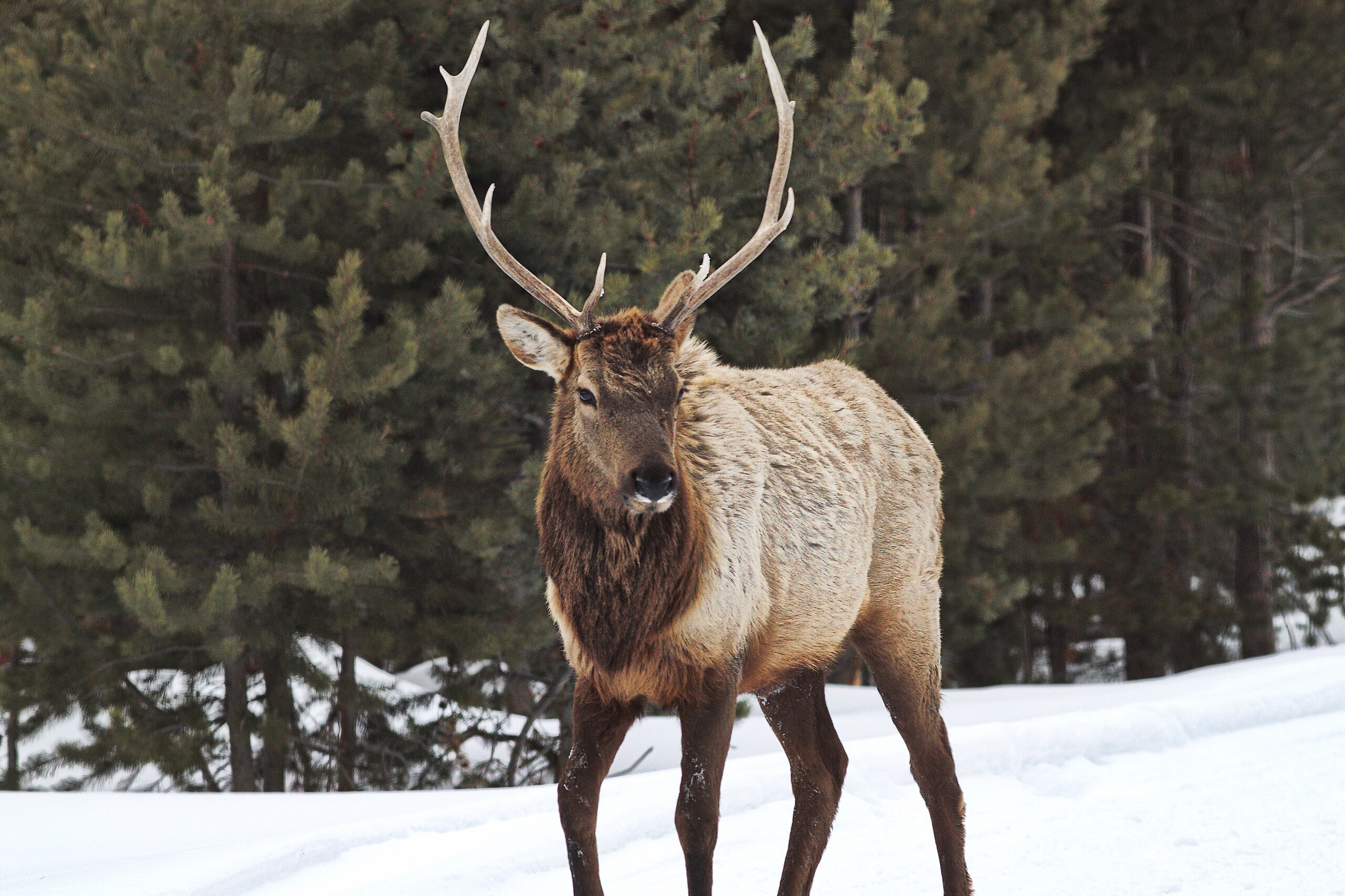 Elk_Bull_in_Yellowstone