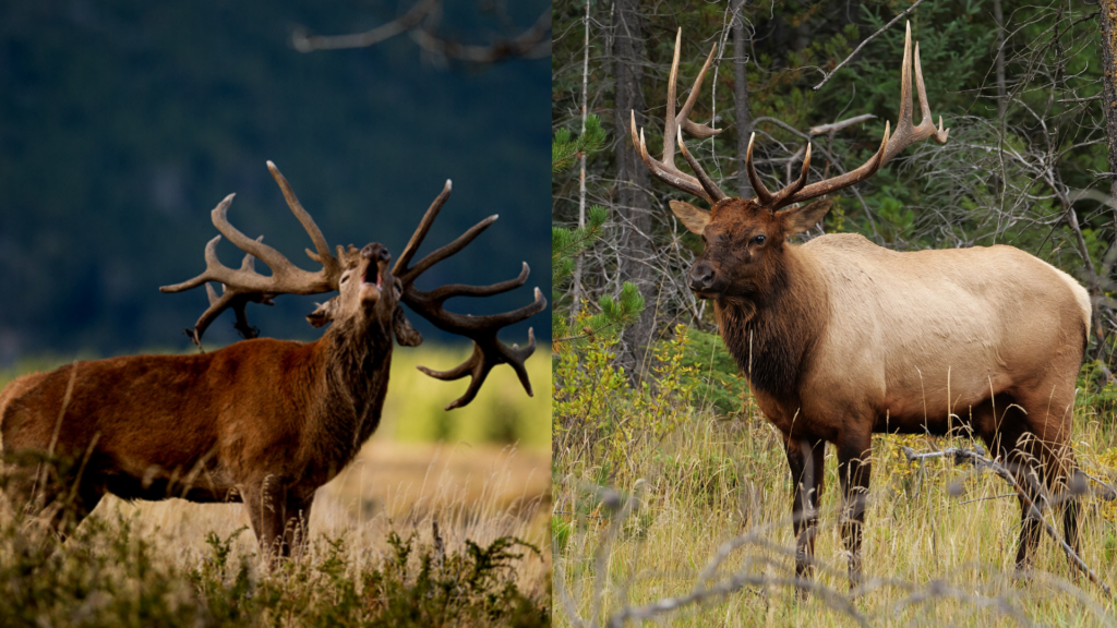 Red Stag Vs Elk Hunting - Similarities & Differences - South American 