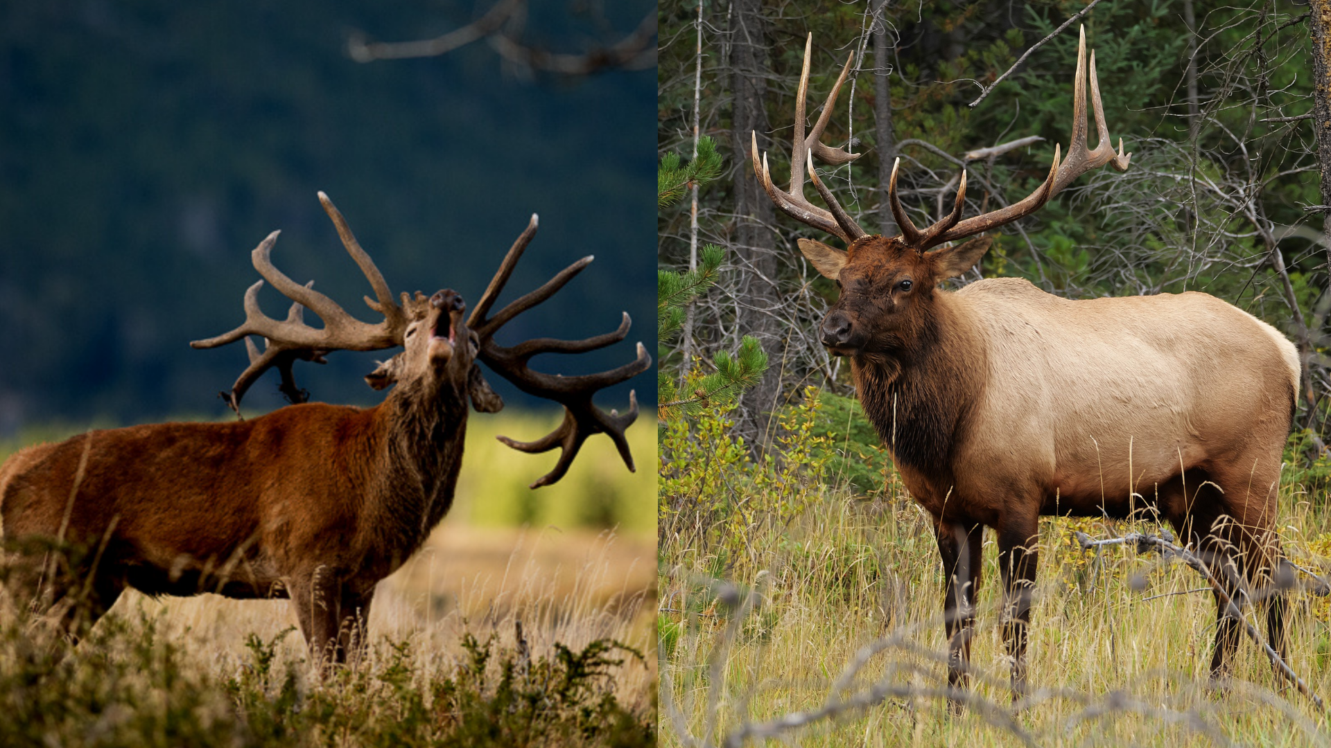 Red Stag vs Elk
