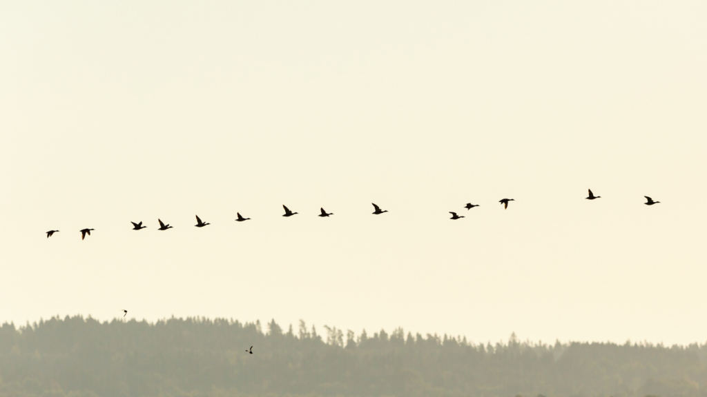 ducks flying